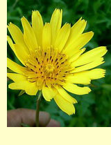 Козлобородник луговой (Tragopogon pratensis L.) Козлобородник луговой (Tragopogon pratensis L.)